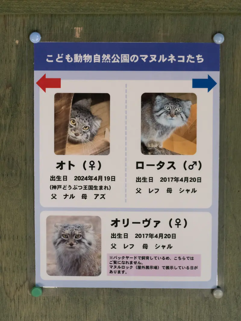 Фотография Лотоса, Оливы, и Ото в Детском зоопарке Сайтама