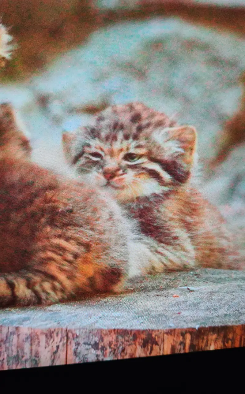 Фотография с манулом