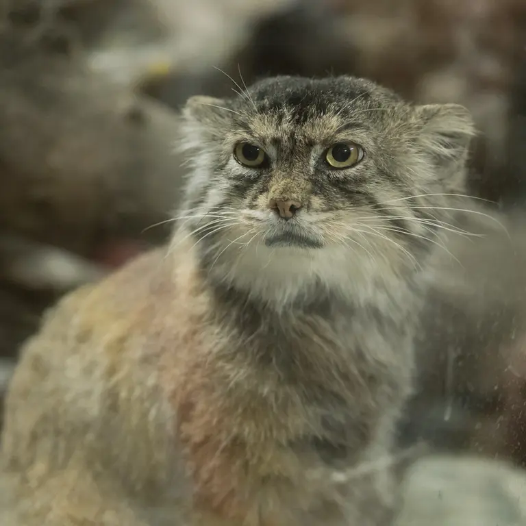 Фотография Примулы в Зоопарке Уено