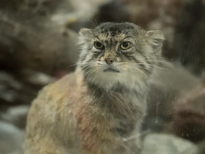 Фотография Примулы в Зоопарке Уено