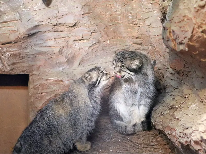 Фотография с манулом