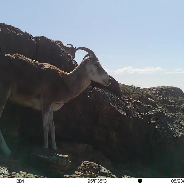 Фотография Аргали с фотоловушки Актас-Кункора