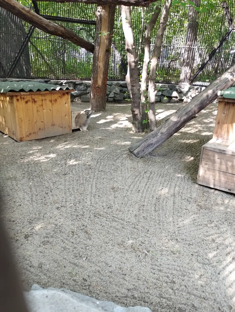 Фотография с манулом в Новосибирском Зоопарке