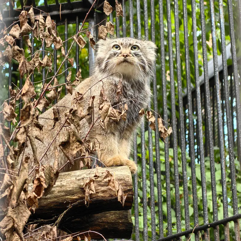 Фотография Лолошки 2024 Г.р. Ⅳ в Новосибирском Зоопарке