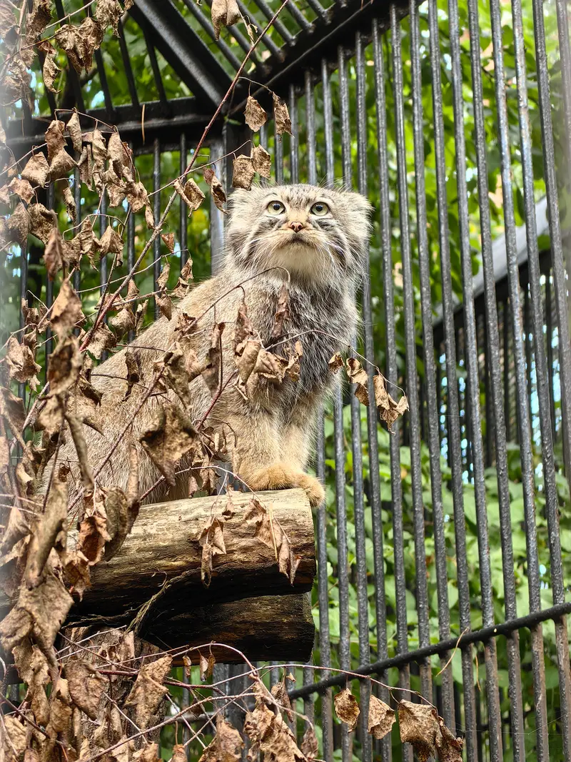 Фотография Лолошки 2024 Г.р. Ⅳ в Новосибирском Зоопарке