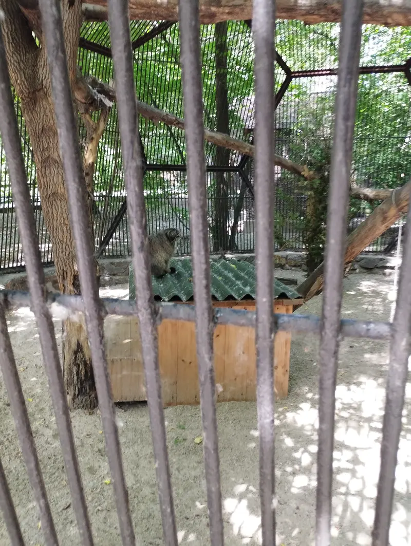 Фотография с манулом в Новосибирском Зоопарке