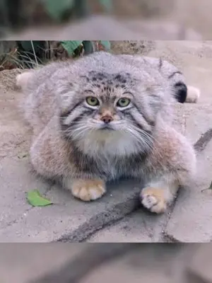 Фотография с манулом