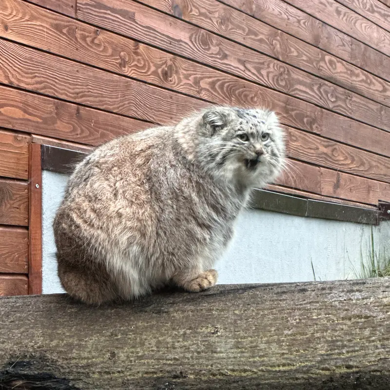 Фотография с манулом в Гданском Зоопарке