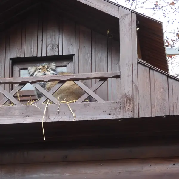 Фотография Алтая в Ижевском Зоопарке