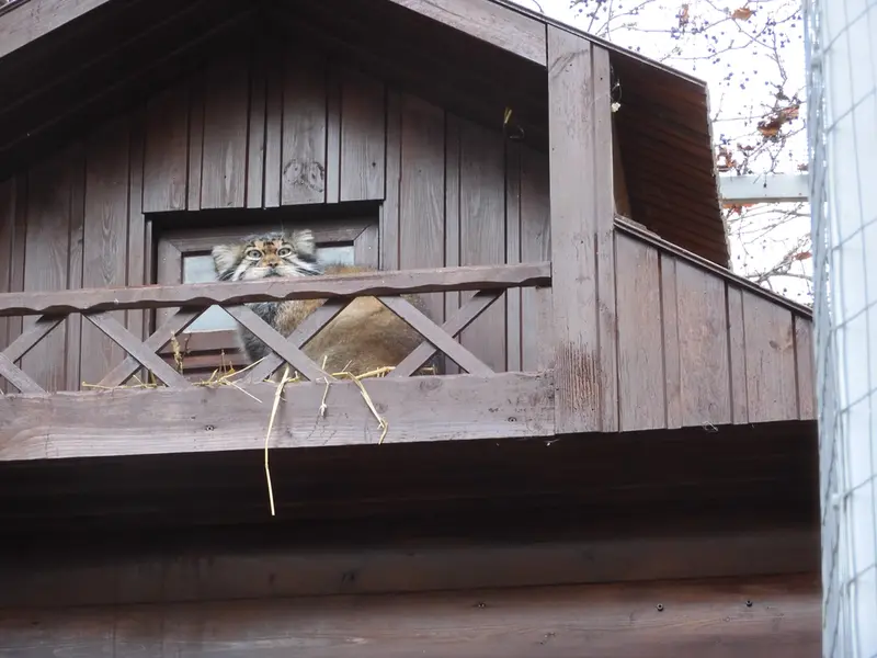 Фотография Алтая в Ижевском Зоопарке