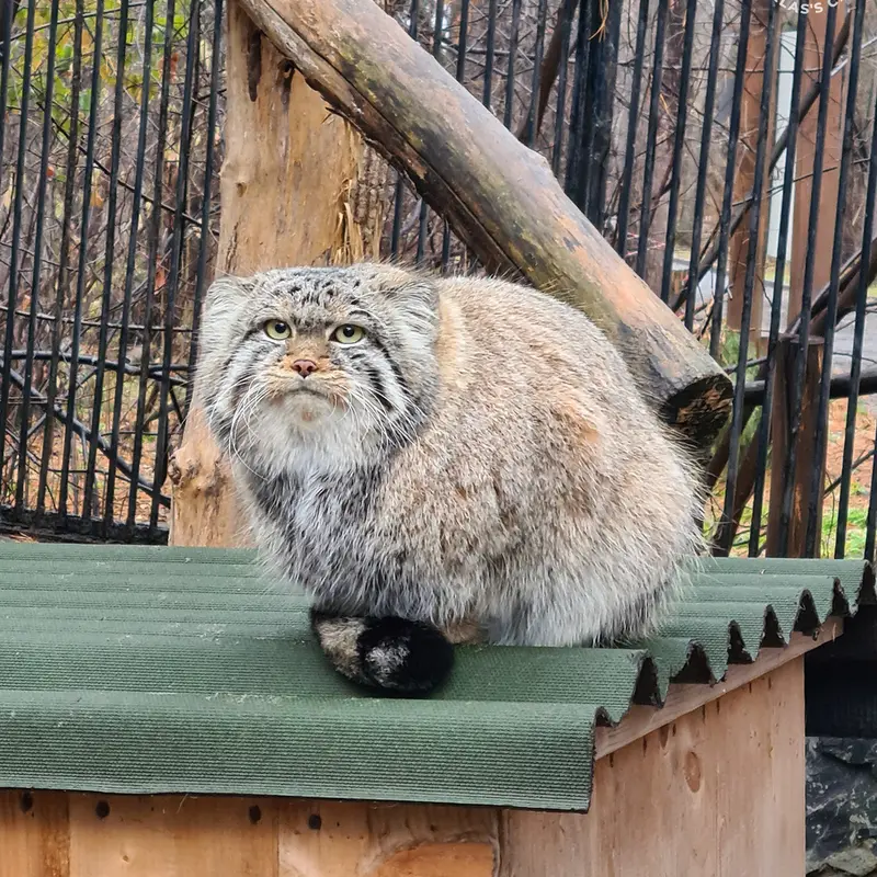 Фотография Евчонока 2023 Г.р. Ⅳ в Новосибирском Зоопарке