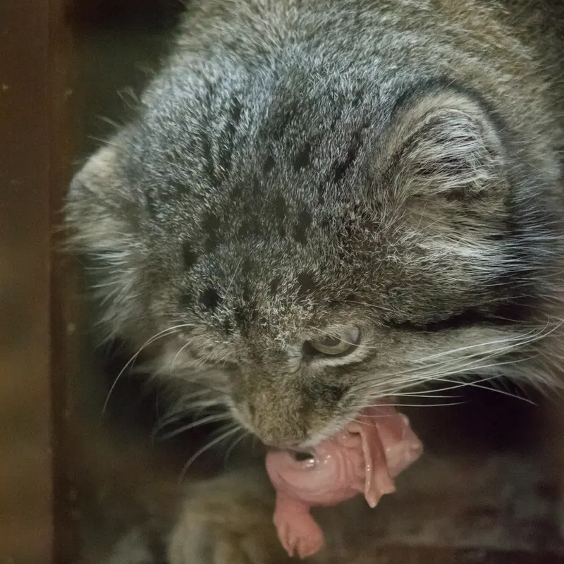 Фотография Клёна в Зоопарке Уено