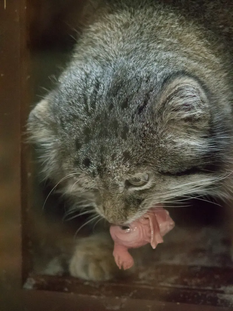 Фотография Клёна в Зоопарке Уено