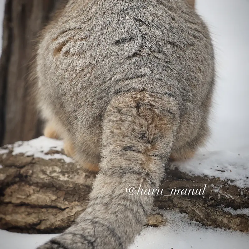 Фотография Нагому в Царстве Животных Насу