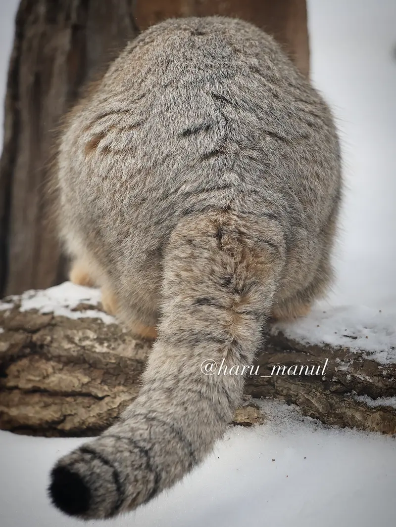 Фотография Нагому в Царстве Животных Насу