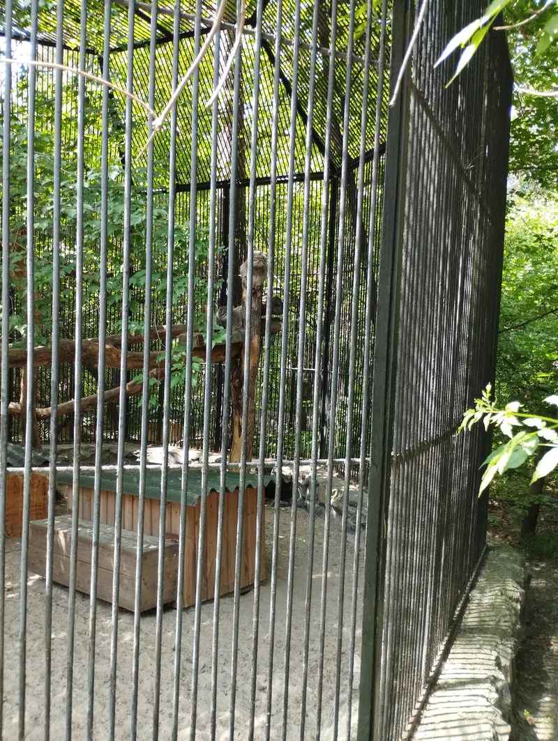 Фотография с манулом в Новосибирском Зоопарке