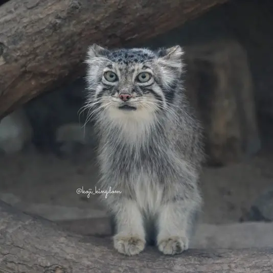 Фотография Ото в Царстве Животных Кобе