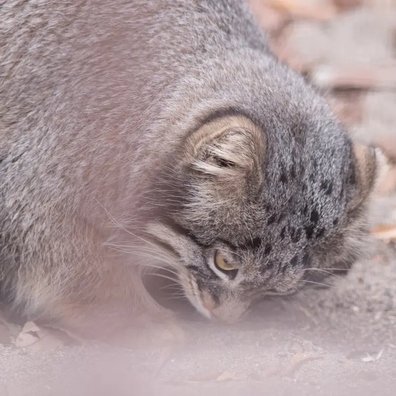 Фотография Фиги в Зоопарке Ногеяме