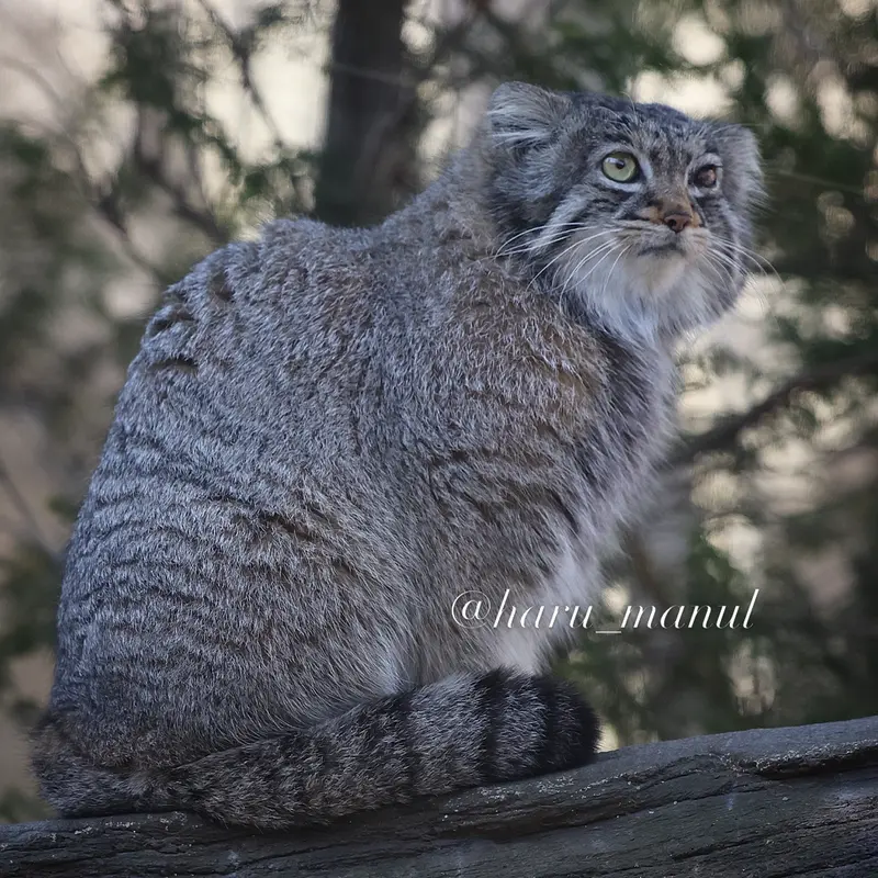 Фотография Абрикос в Царстве Животных Насу