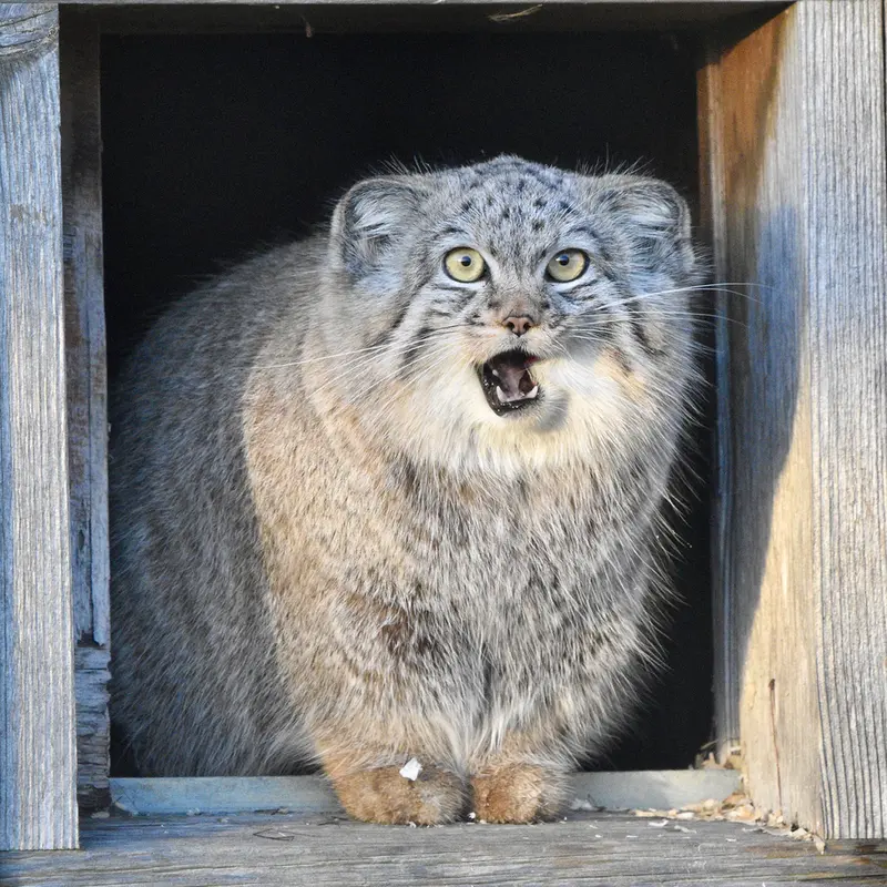 Фотография Хараа в Парке диких животных Порт-Лимпн