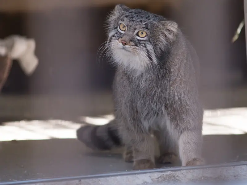 Фотография Фиги в Зоопарке Ногеяме