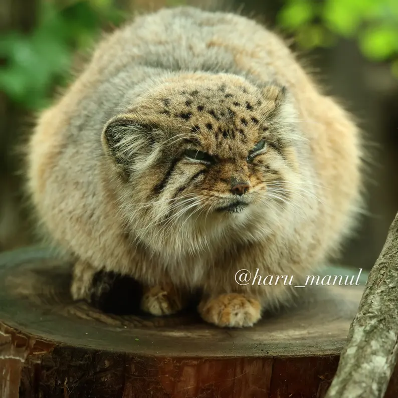 Фотография Бора в Царстве Животных Насу