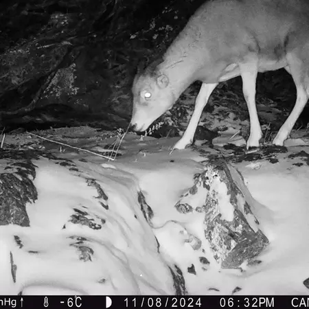 Фотография Аргали с фотоловушки Жунды 1