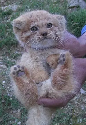 Фотография с манулом