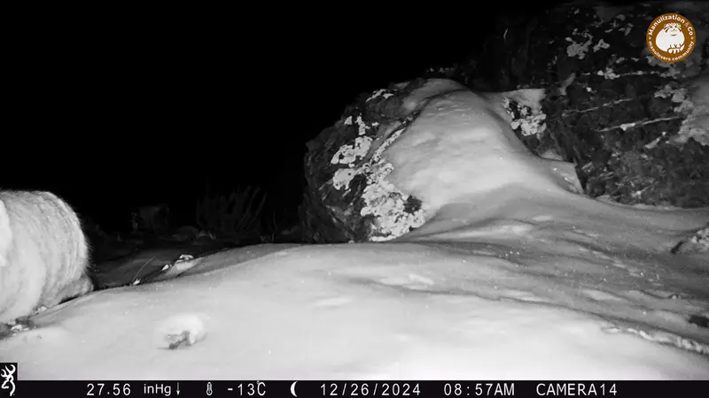 Фотография Сибирского Манула с фотоловушки Жиланды