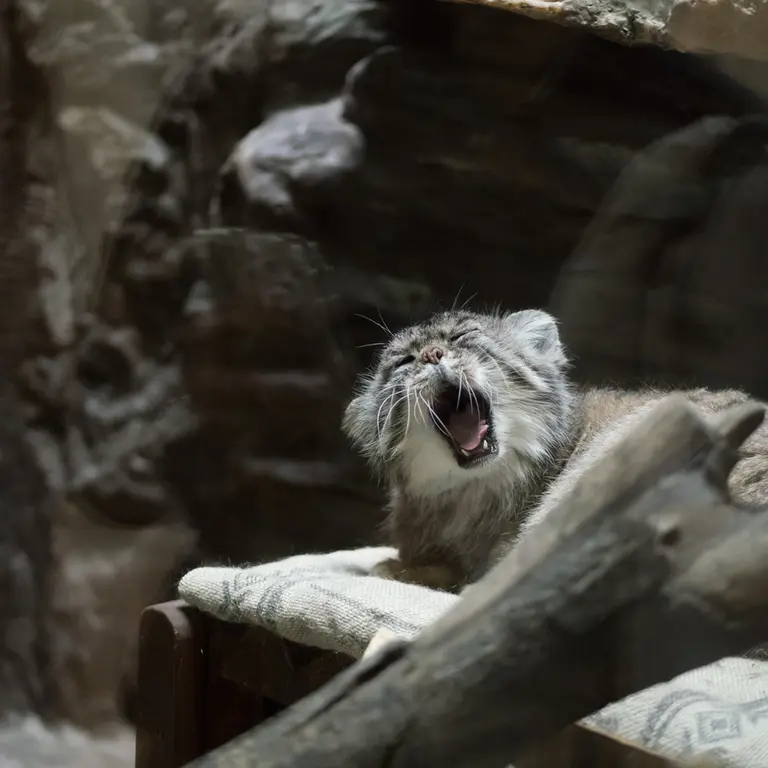 Фотография Примулы в Зоопарке Уено