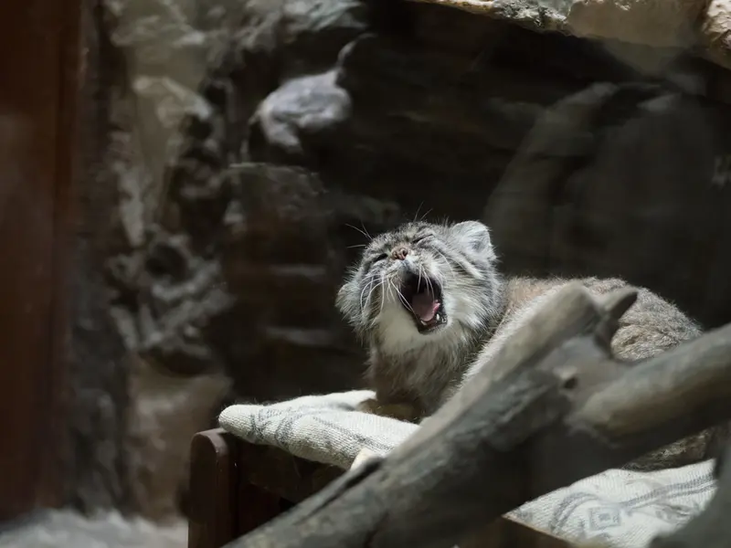 Фотография Примулы в Зоопарке Уено