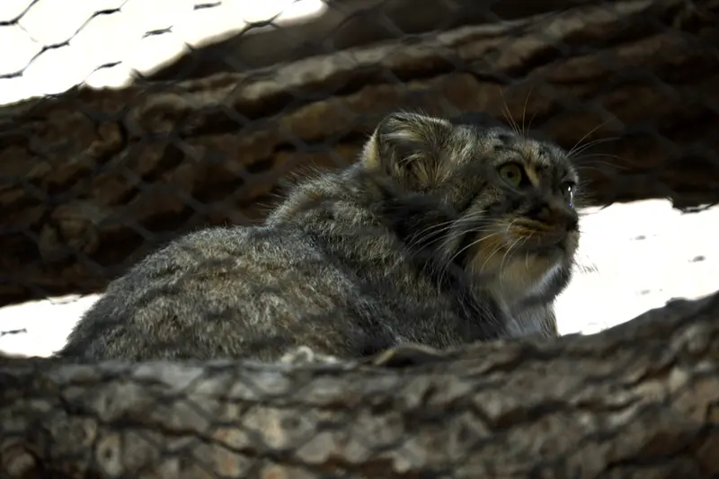 Фотография Таши в Зоопарке Великих равнин