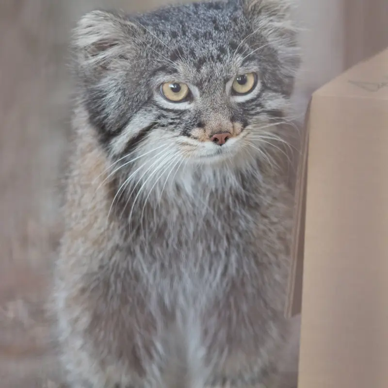 Фотография Фиги в Зоопарке Ногеяме