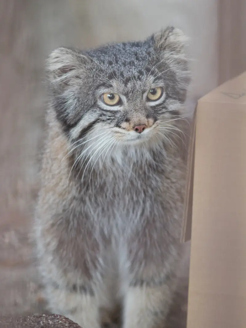 Фотография Фиги в Зоопарке Ногеяме