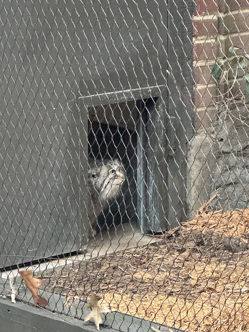 Фотография Сарнай в Зоопарке Проспект-парка