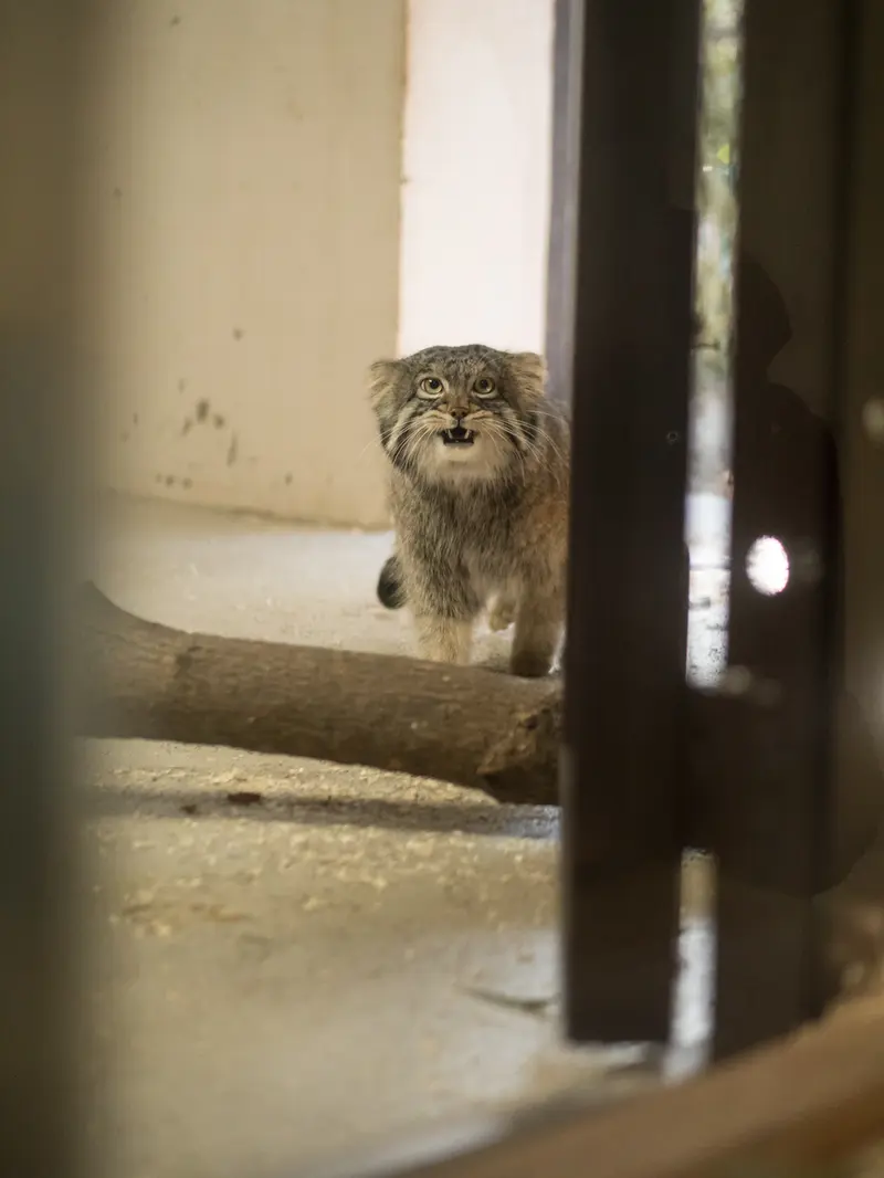 Фотография Фиги в Зоопарке Ногеяме