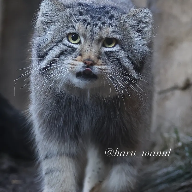 Фотография Нагому в Царстве Животных Насу