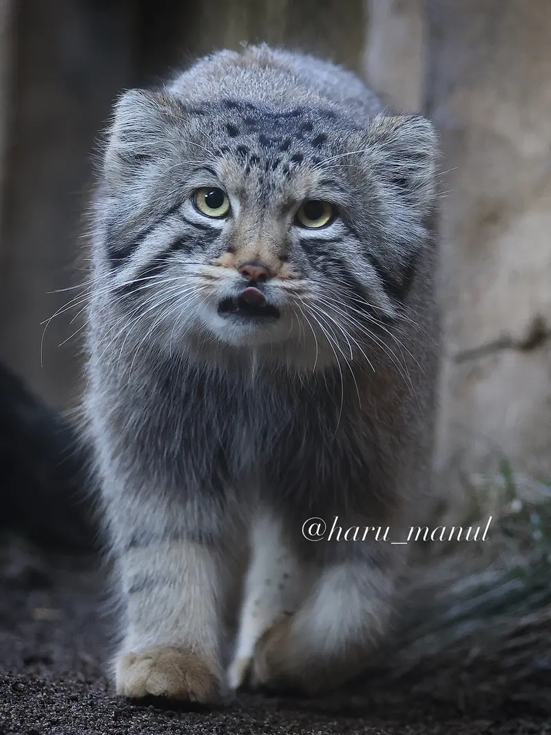 Фотография Нагому в Царстве Животных Насу