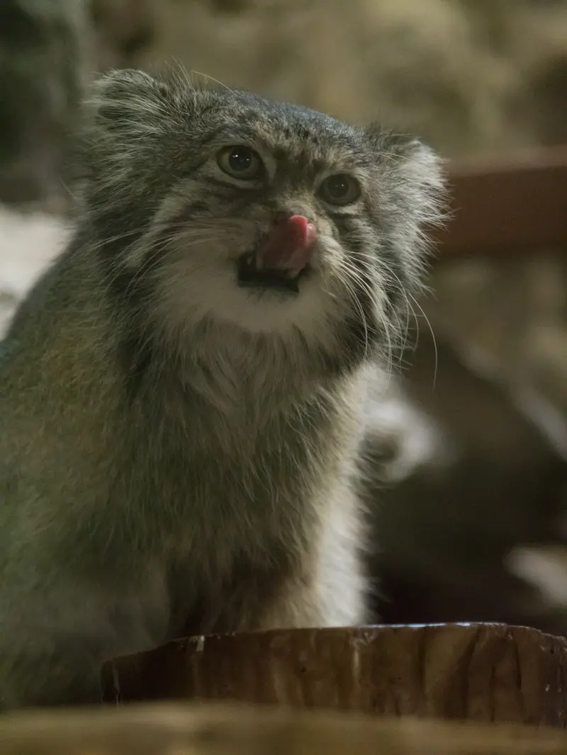 Фотография Клёна в Зоопарке Уено