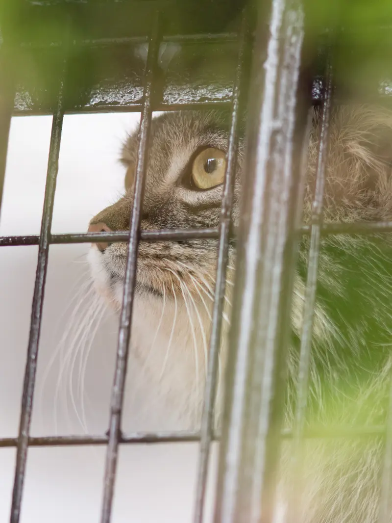 Фотография Фиги в Зоопарке Ногеяме