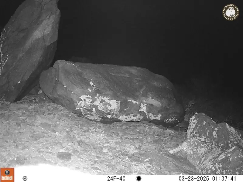 Фотография Сибирского Манула с фотоловушки Кошкар