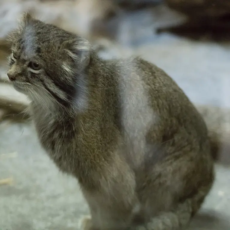 Фотография Клёна в Зоопарке Уено