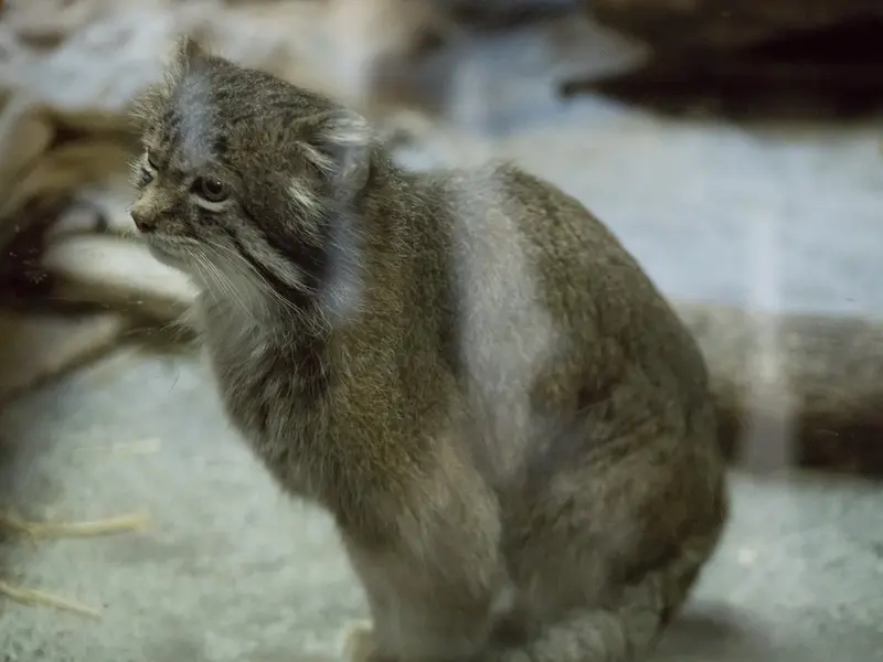 Фотография Клёна в Зоопарке Уено