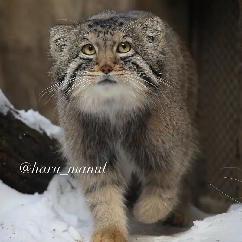 Фотография Нагому в Царстве Животных Насу