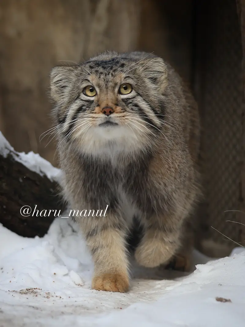 Фотография Нагому в Царстве Животных Насу