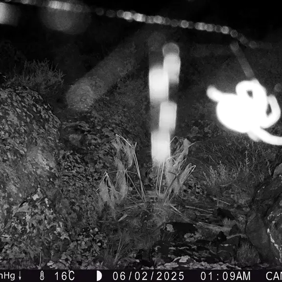 Фотография с манулом с фотоловушки Жунды 3 [новинка]