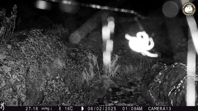 Фотография с манулом с фотоловушки Жунды 3 [новинка]