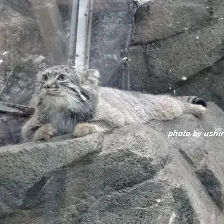 Фотография Теру в Царстве Животных Кобе