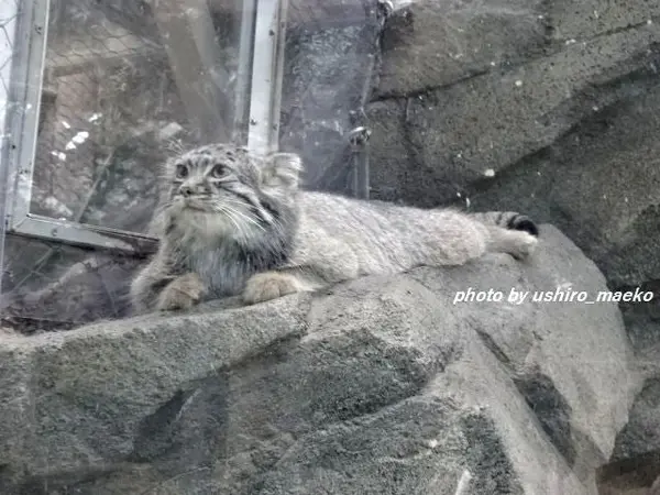 Фотография Теру в Царстве Животных Кобе