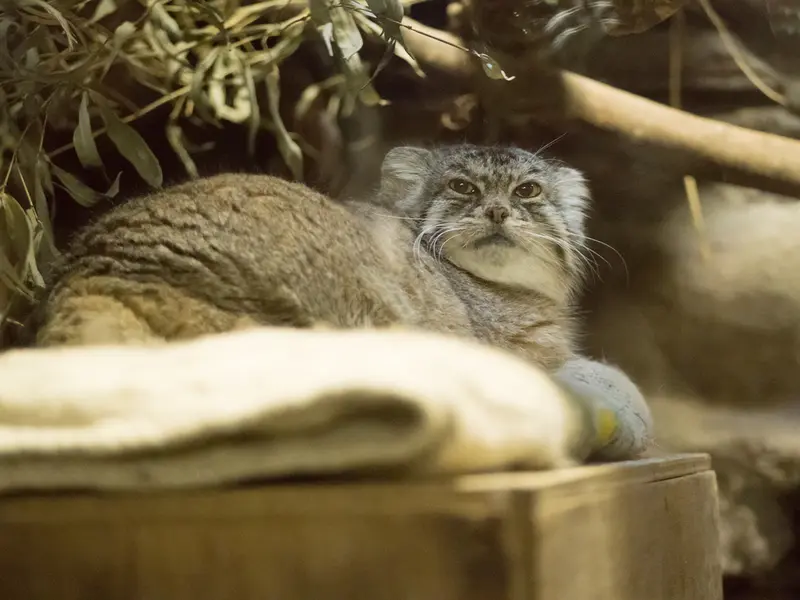 Фотография Примулы в Зоопарке Уено